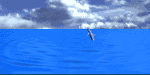[Dolphins that jump to the music!]